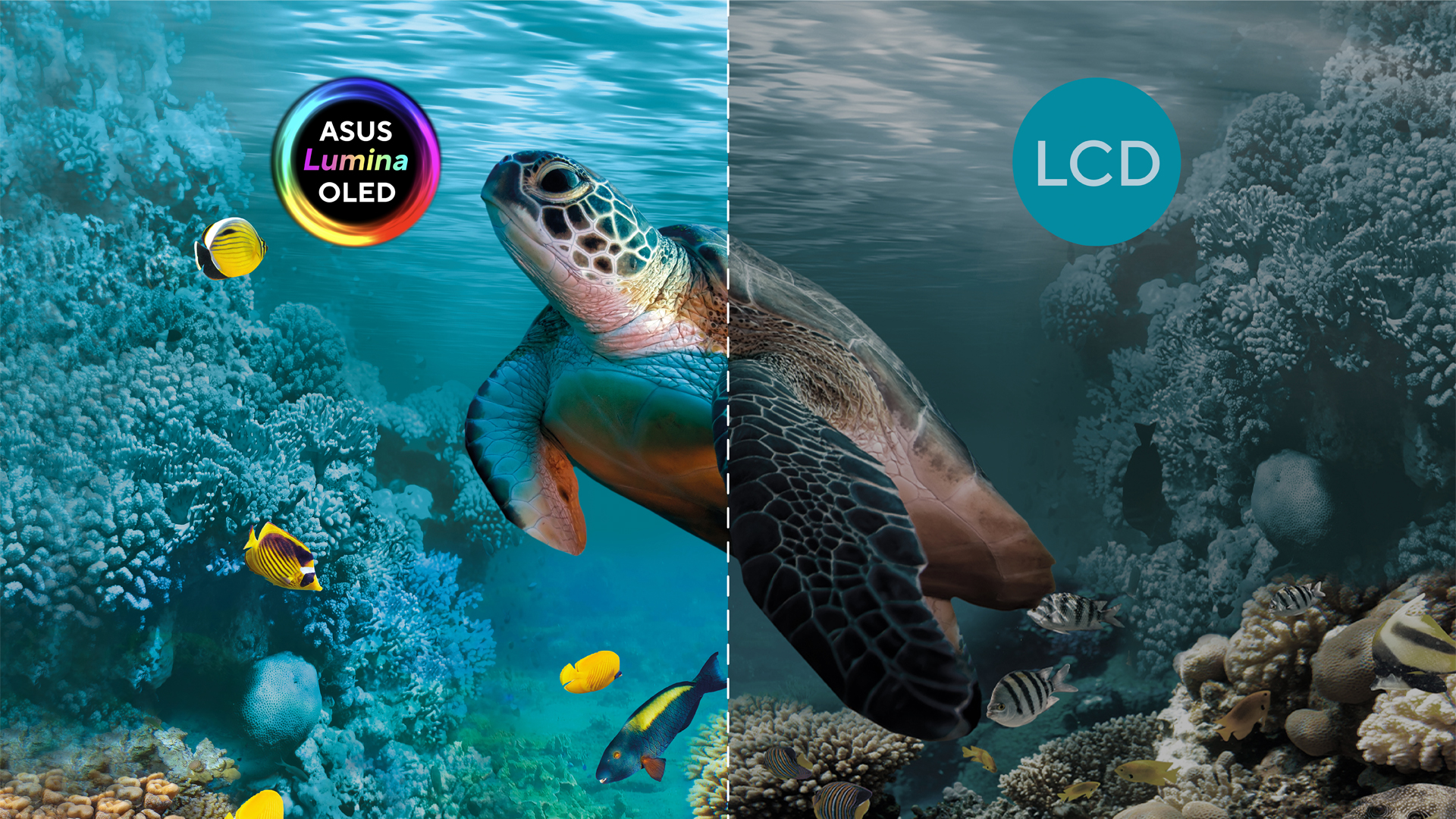 1766461692 916 Pho cap OLED chien luoc tao suc hut cho