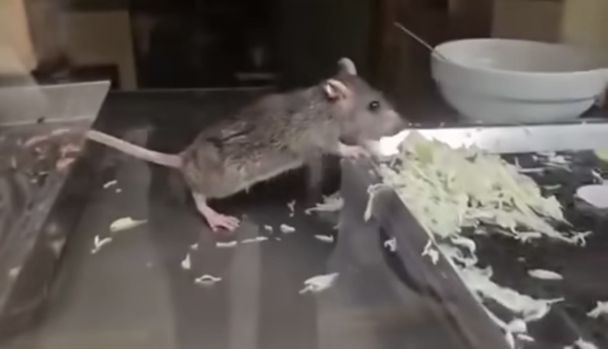 Vụ clip nghi nhân viên bỏ đồ ăn trong miệng vào bánh mỳ của khách Tây ở Ninh Bình: Phía quán giải thích- Ảnh 2.