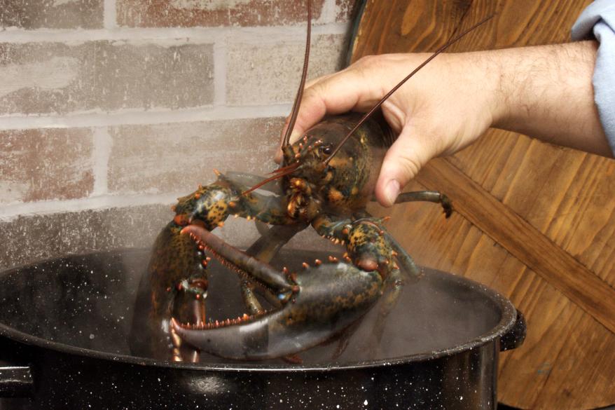 Anh cấm luộc tôm hùm khi còn sống- Ảnh 2.