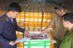 Hơn 10 tấn cá khoai Trung Quốc tẩm chất cấm formol đậm đặc chờ lên bàn ăn có thể gây hại cho cơ thể ra sao?