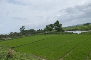 Thi hành án 'bó tay' vụ chia di sản thừa kế, tòa sau đó hủy án 