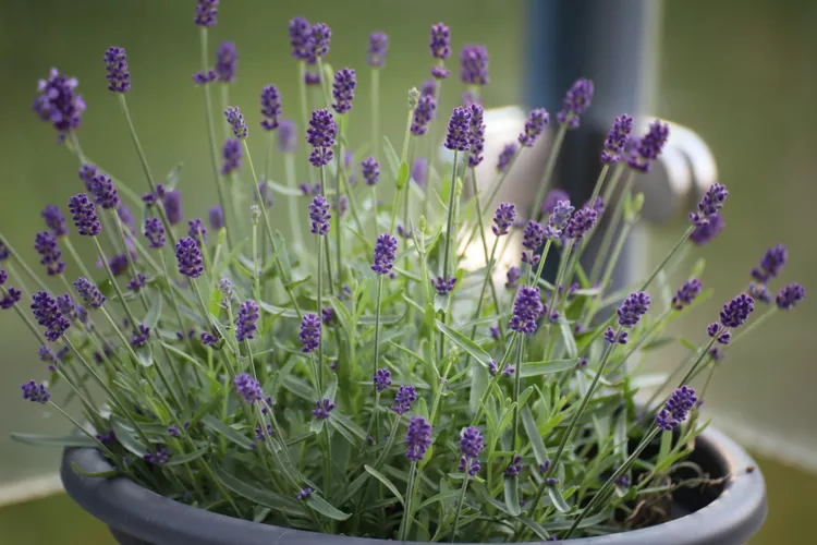 9 loại cây không nên trồng trong nhà kẻo mang lại phiền toái- Ảnh 4.