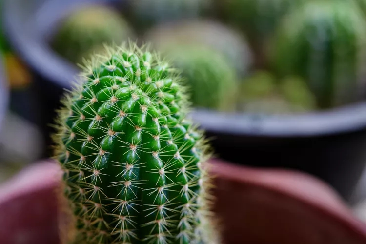 9 loại cây không nên trồng trong nhà kẻo mang lại phiền toái- Ảnh 6.