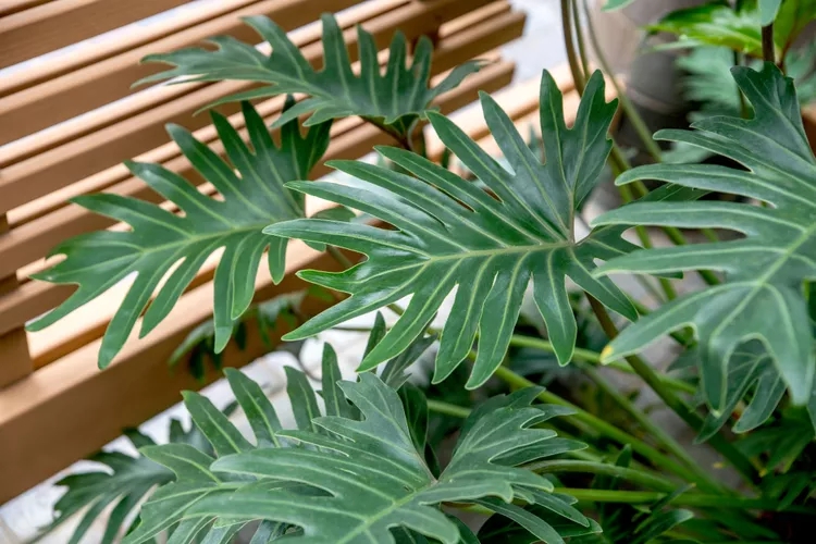 9 loại cây không nên trồng trong nhà kẻo mang lại phiền toái- Ảnh 7.