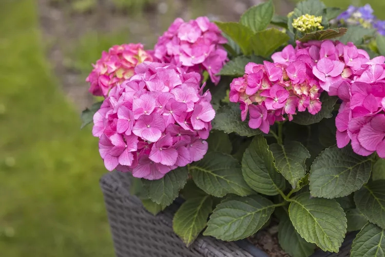 9 loại cây không nên trồng trong nhà kẻo mang lại phiền toái- Ảnh 9.