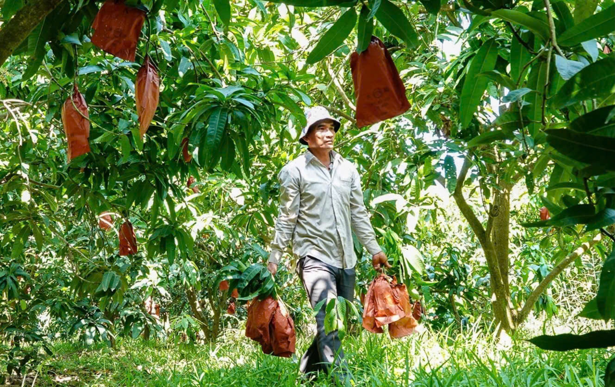 Trái cây tạo hình Tết Bính Ngọ: Nhà vườn miền Tây chăm chút từng sản phẩm- Ảnh 3. Trái cây tạo hình Tết Bính Ngọ: Nhà vườn miền Tây chăm chút từng sản phẩm- Ảnh 3.