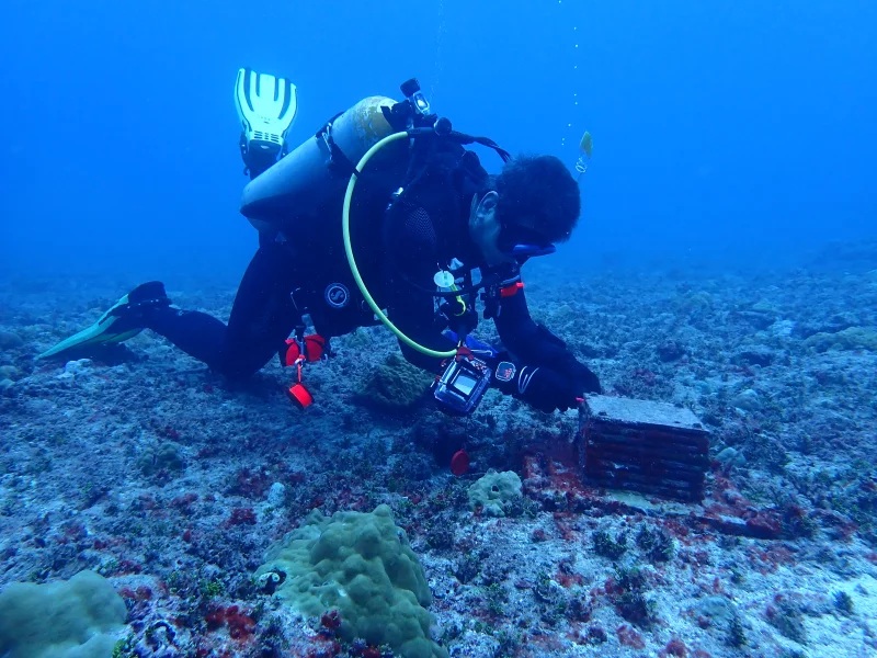 20 loài mới được phát hiện dưới đáy đại dương- Ảnh 2.