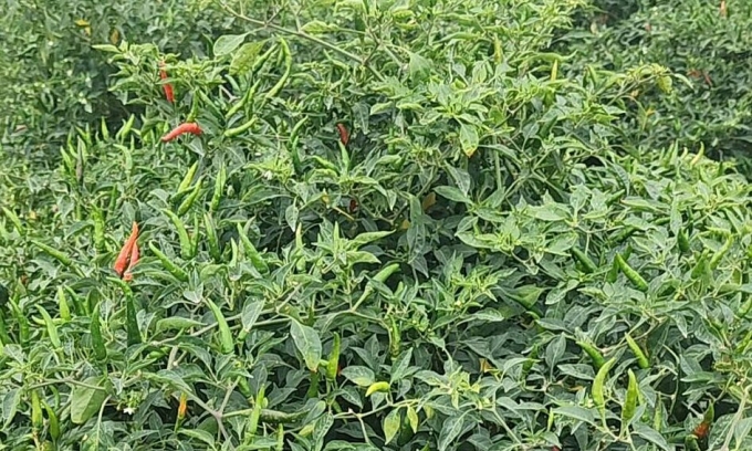 Ớt trồng tại nhà vườn ở Trà Vinh. Ảnh: NVCC