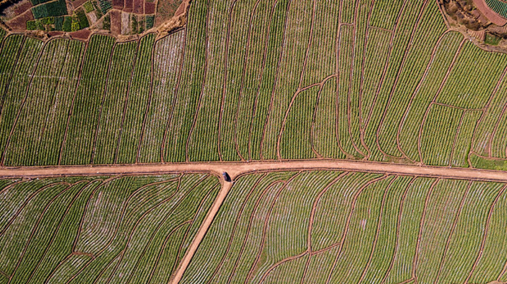 Phát hiện người đàn ông sinh năm 1984 bán rau kiếm hơn 37 tỷ đồng/năm- Ảnh 2.