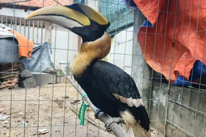 Chim quý hiếm có sải cánh hơn 1m bất ngờ sà xuống xe máy người dân ở TP.HCM 