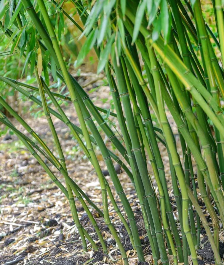 5 loại cây có cho cũng không nên trồng trong vườn- Ảnh 2.