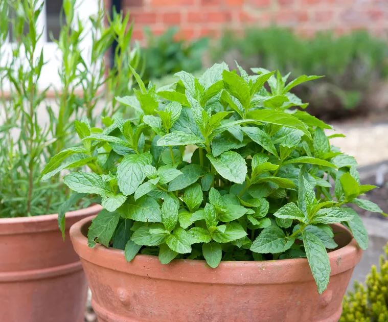 5 loại cây có cho cũng không nên trồng trong vườn- Ảnh 4.