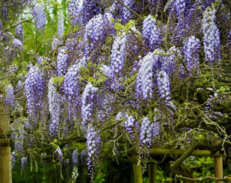 5 loại cây có cho cũng không nên trồng trong vườn- Ảnh 5.