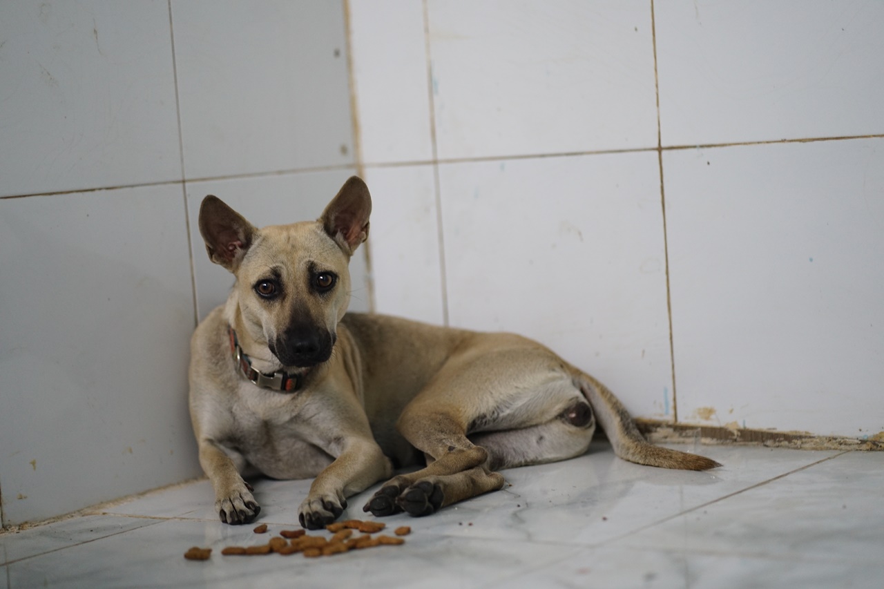 Phía sau bức ảnh người đàn ông lang thang cùng chú chó ở TP.HCM, xin việc hơn 30 công trình đều bị từ chối- Ảnh 7.