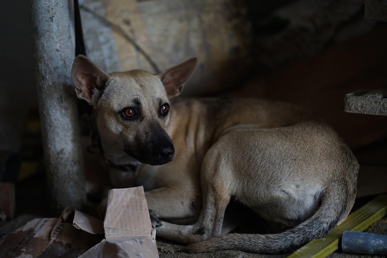 Phía sau bức ảnh người đàn ông lang thang cùng chú chó ở TP.HCM, xin việc hơn 30 công trình đều bị từ chối- Ảnh 8.