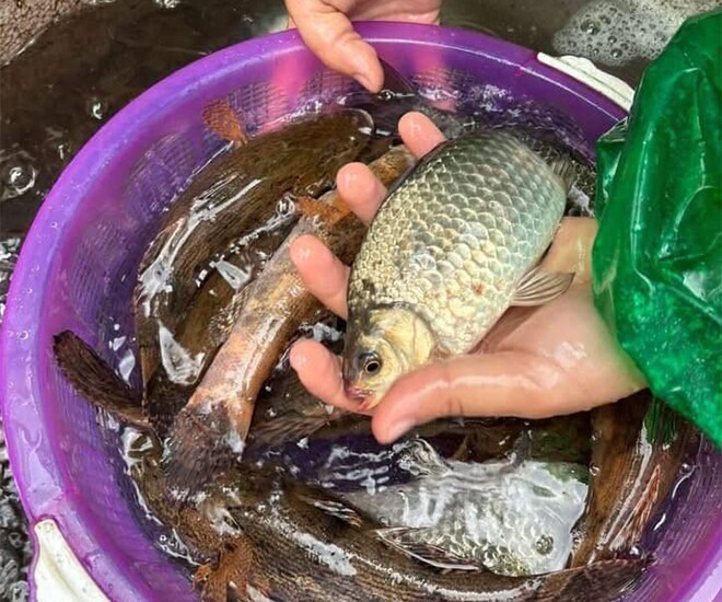 Chợ Việt có loại cá nhỏ, chỉ 30.000 đồng/kg nhưng được thầy thuốc xưa gọi là Chợ Việt có loại cá nhỏ, chỉ 30.000 đồng/kg nhưng được thầy thuốc xưa gọi là