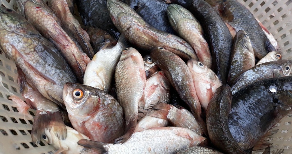 Chợ Việt có loại cá nhỏ, chỉ 30.000 đồng/kg nhưng được thầy thuốc xưa gọi là Chợ Việt có loại cá nhỏ, chỉ 30.000 đồng/kg nhưng được thầy thuốc xưa gọi là