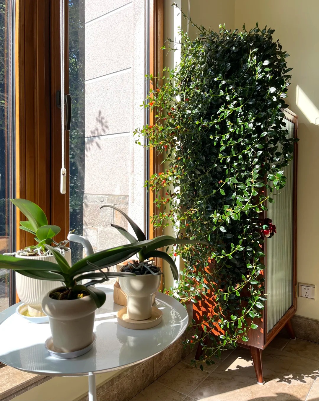 Trồng cây 'cá vàng' dịp cuối năm: Hoa nở như 'bơi' tiền vào két, xả xui cực tốt mà tôi trồng 6 năm vẫn mê- Ảnh 3.