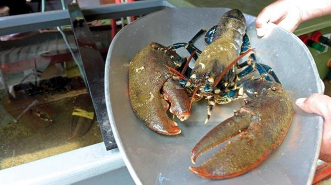 Một quốc gia châu Âu sẽ cấm luộc tôm hùm khi còn sống- Ảnh 3.