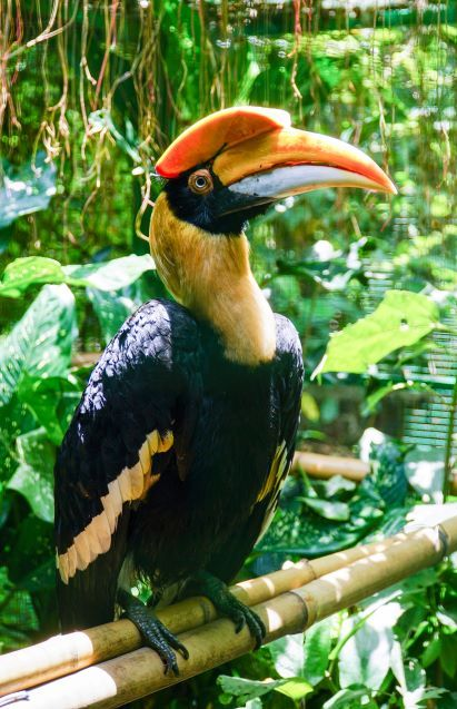 Chim quý tưởng như sắp tuyệt chủng bỗng xuất hiện liên tục, bay cả vào nhà dân: Nhiều người Việt vui mừng- Ảnh 3.