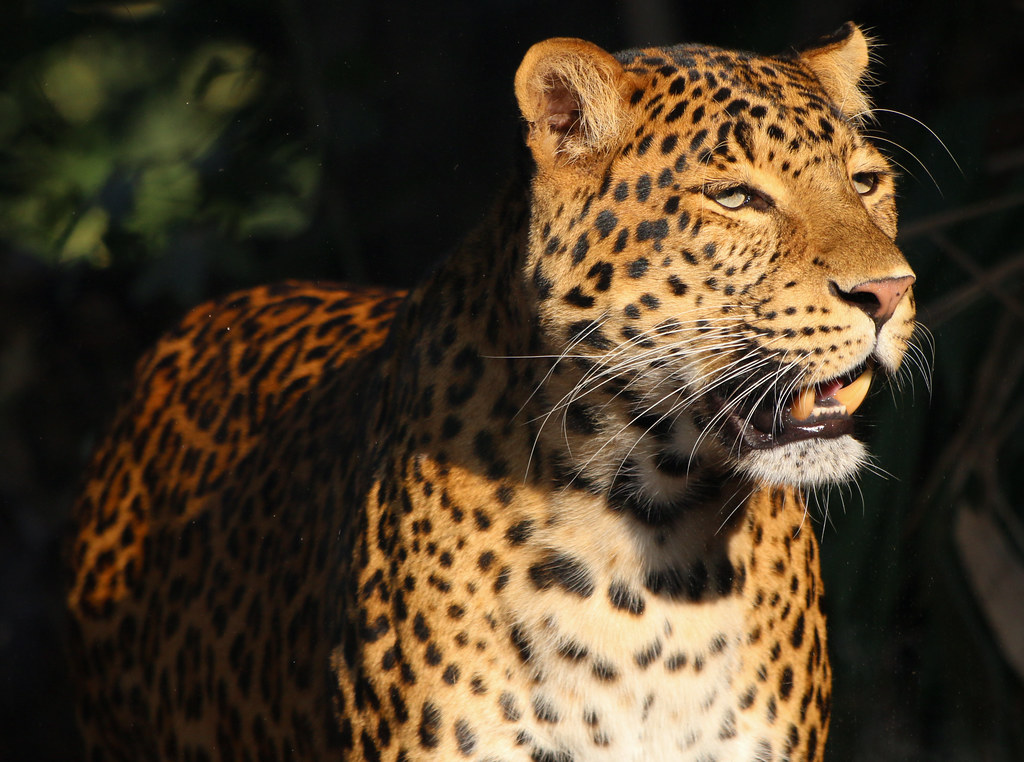 Lần theo đoạn video chỉ vài giây, chuyên gia hân hoan tìm thấy loài vật từng 