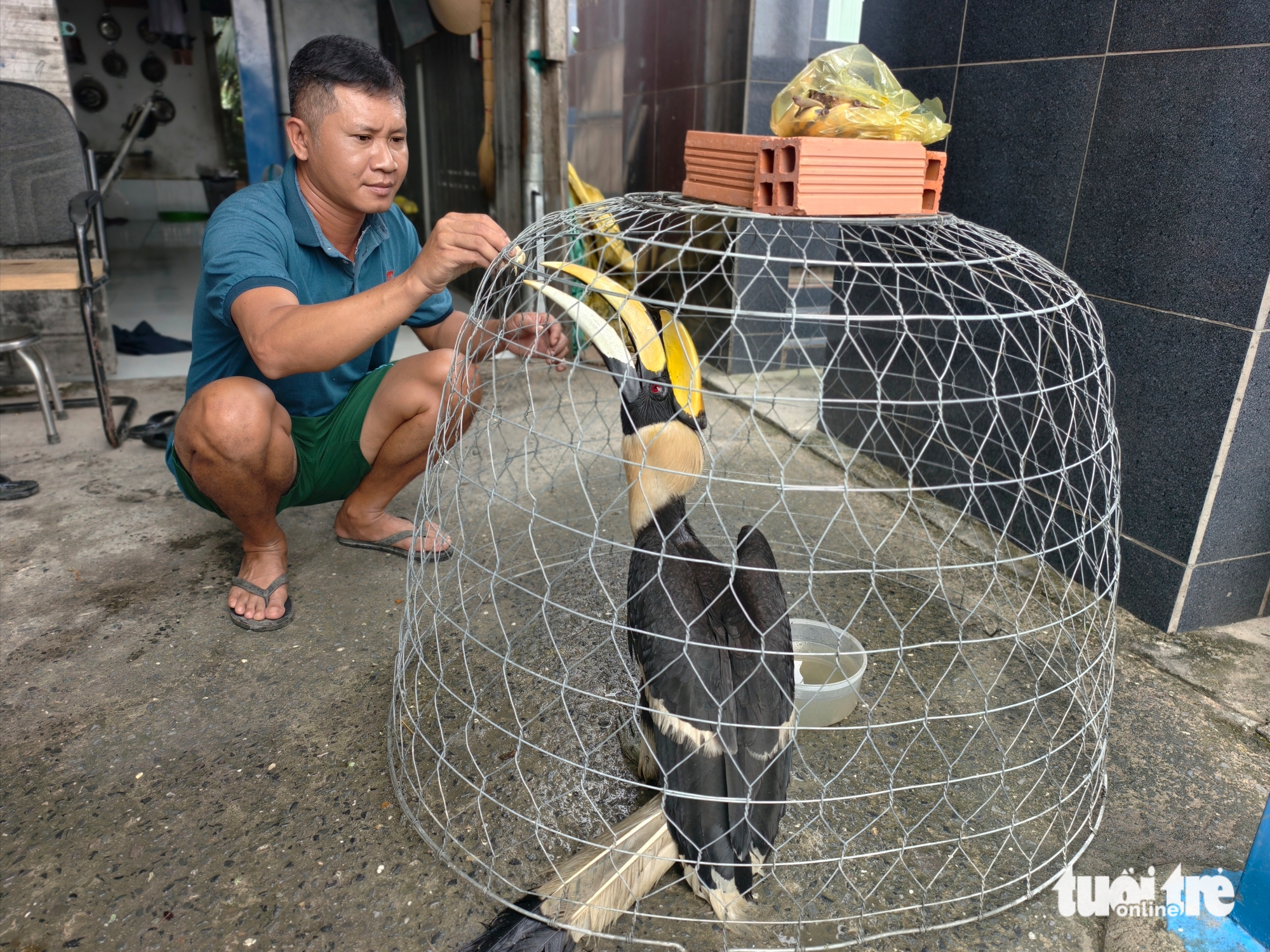 chim hồng hoàng - Ảnh 2.