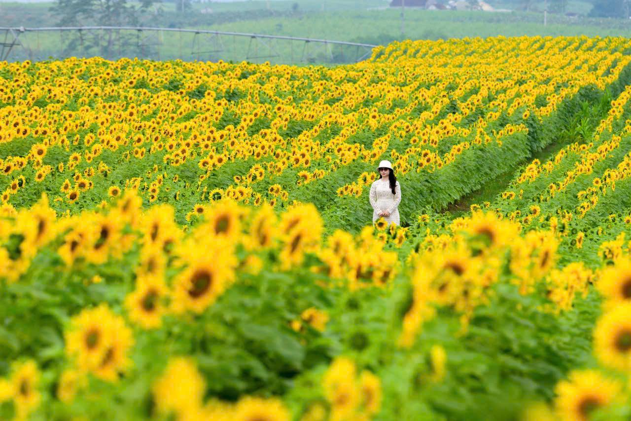 TH TRUE MILK - Ảnh 2.