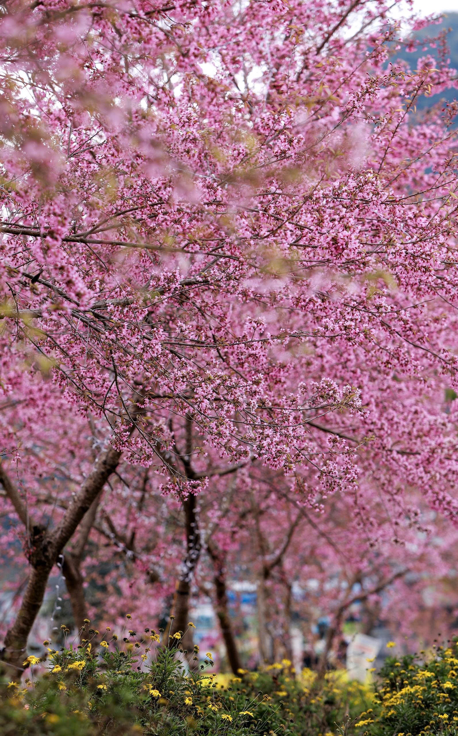 Ngắm vẻ đẹp Lô Lô Chải - “Làng du lịch tốt nhất thế giới” nơi địa đầu Tổ quốc - 16