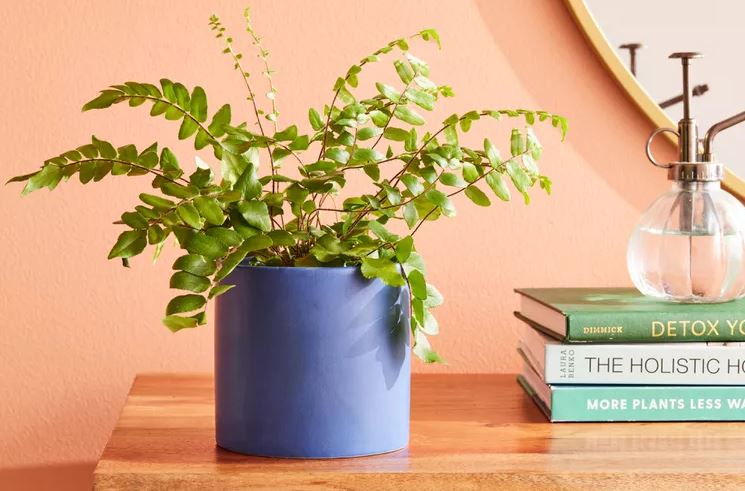 8 loại cây rẻ mấy cũng không nên mua về kẻo hối không kịp- Ảnh 2.