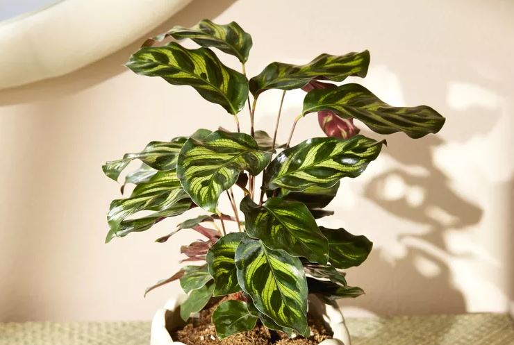 8 loại cây rẻ mấy cũng không nên mua về kẻo hối không kịp- Ảnh 4.