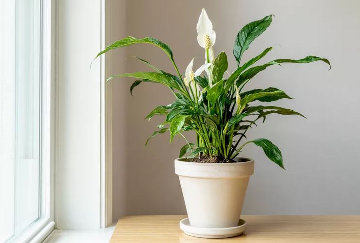 8 loại cây rẻ mấy cũng không nên mua về kẻo hối không kịp- Ảnh 3.