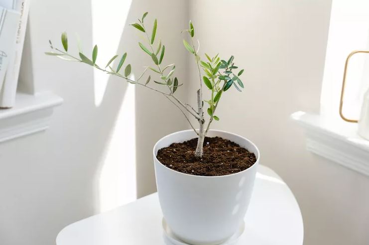 8 loại cây rẻ mấy cũng không nên mua về kẻo hối không kịp- Ảnh 5.