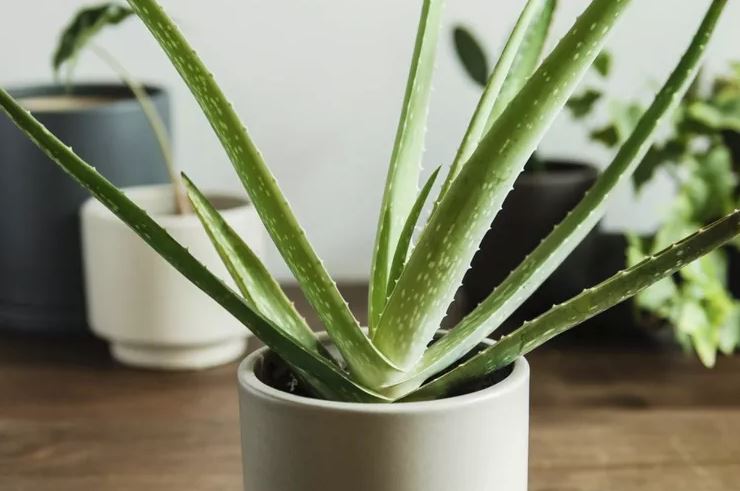 8 loại cây rẻ mấy cũng không nên mua về kẻo hối không kịp- Ảnh 6.