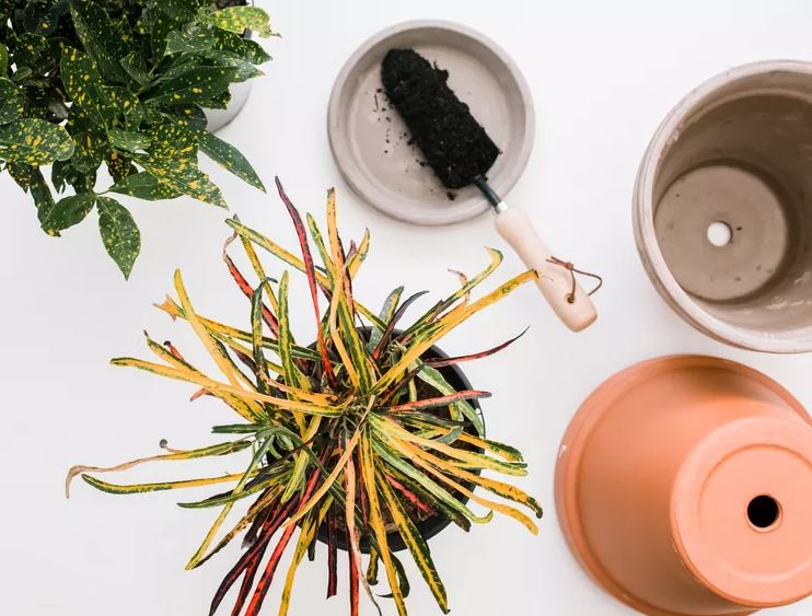 8 loại cây rẻ mấy cũng không nên mua về kẻo hối không kịp- Ảnh 7.