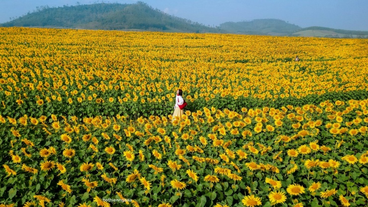 Cánh đồng hoa hướng dương cách Hà Nội 250 km, khách đi từ nửa đêm tới check-in - 1
