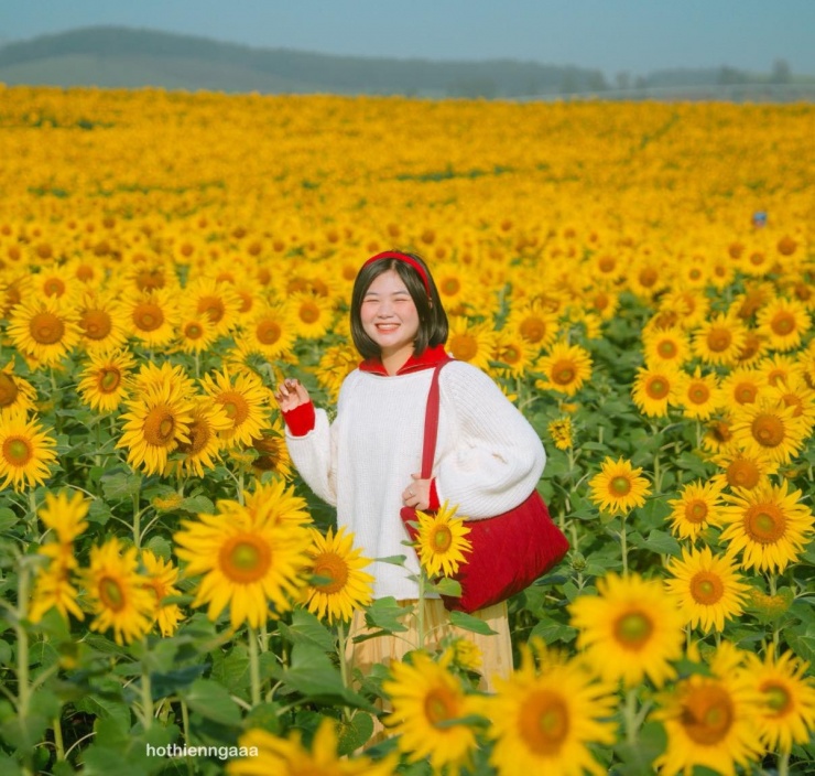 Cánh đồng hoa hướng dương cách Hà Nội 250 km, khách đi từ nửa đêm tới check-in - 5