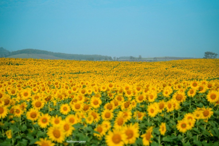 Cánh đồng hoa hướng dương cách Hà Nội 250 km, khách đi từ nửa đêm tới check-in - 7