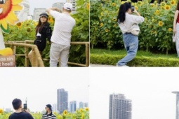 "Săn" ảnh đẹp ở cánh đồng hoa hướng dương