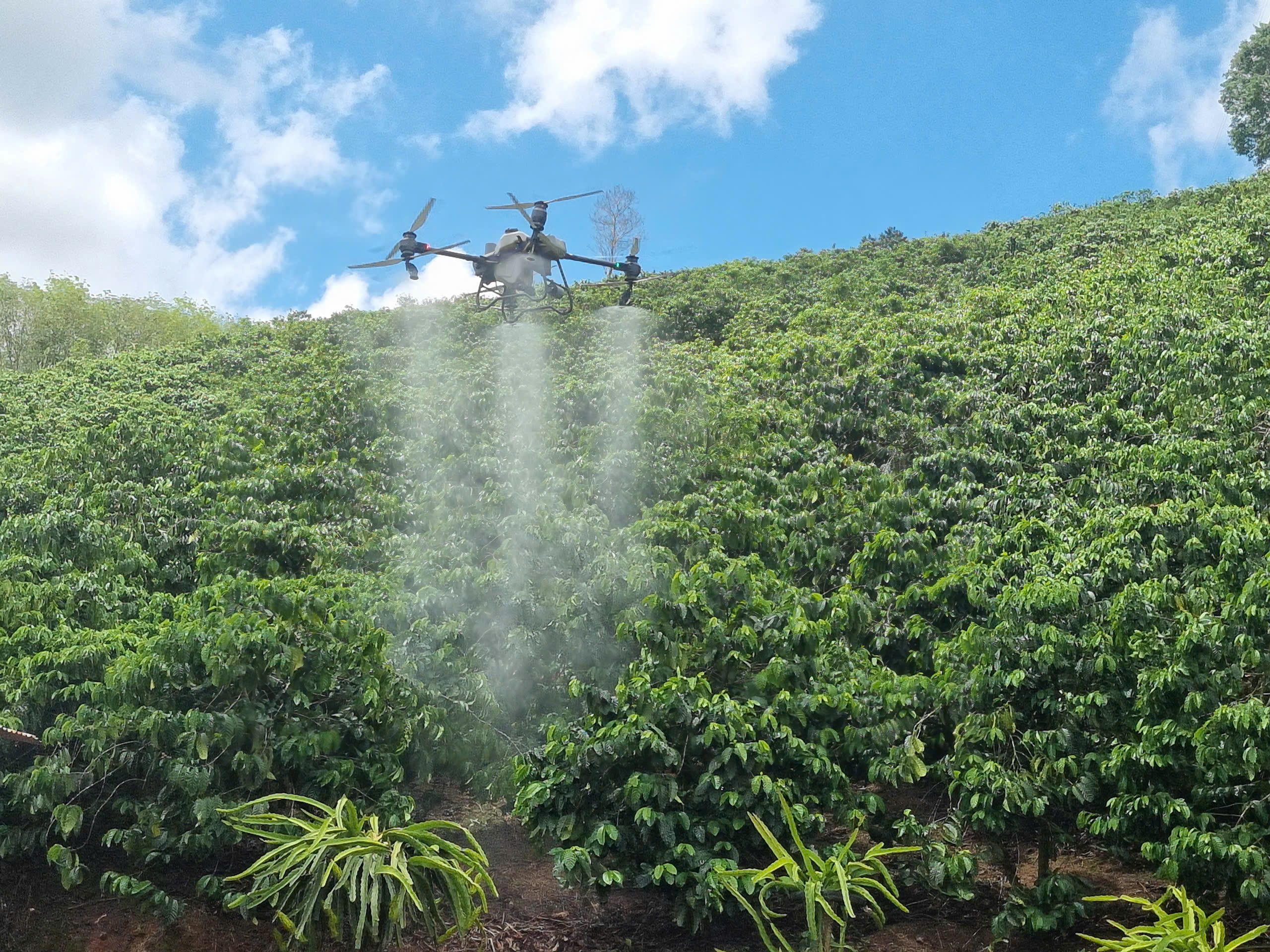 Cánh tay trên không: Công nghệ drone thay đổi nông nghiệp Tây Nguyên - Ảnh 3.