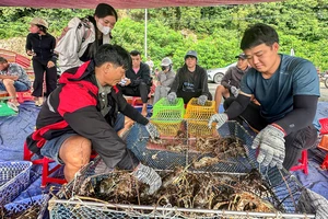 Xuất khẩu tôm hùm tăng 135%: Kỷ lục buồn vui lẫn lộn vì bão lũ
