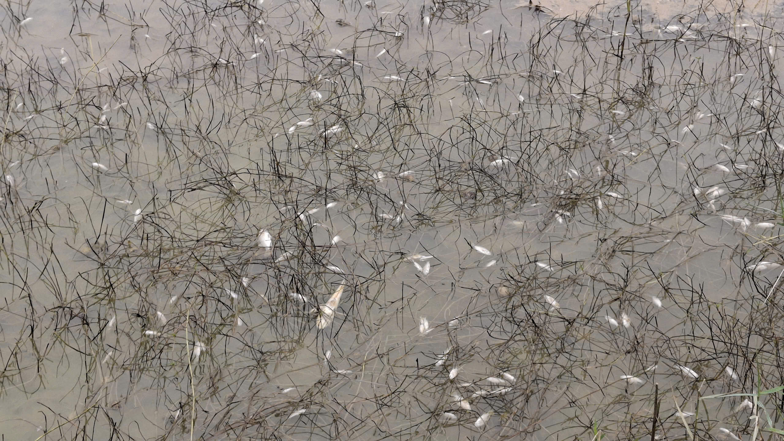 Sự cố tràn dầu tại Dung Quất khiến cá chết hàng loạt 2 tràn dầu - Ảnh 2.