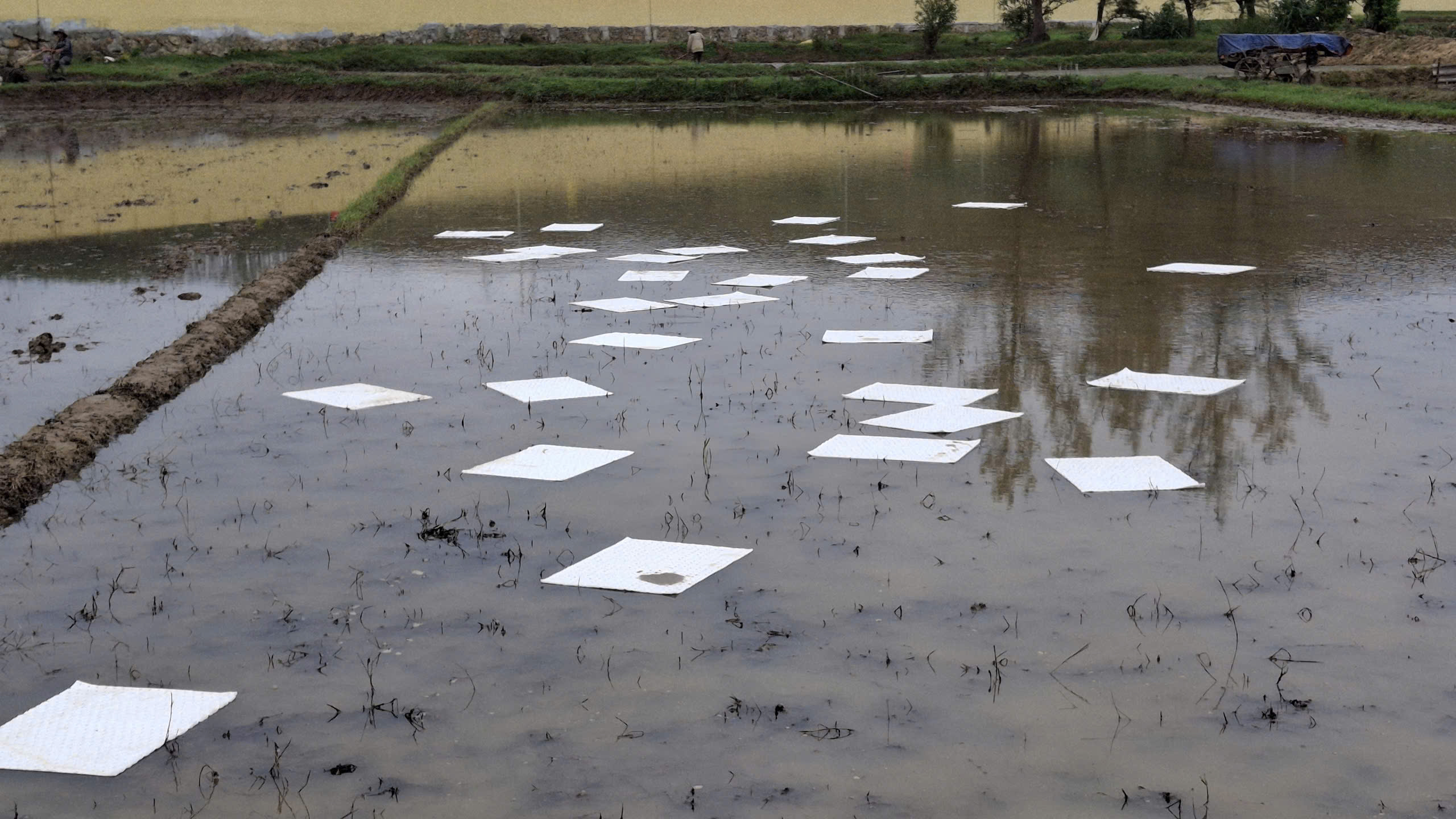 Sự cố tràn dầu tại Dung Quất khiến cá chết hàng loạt 3 tràn dầu - Ảnh 3.