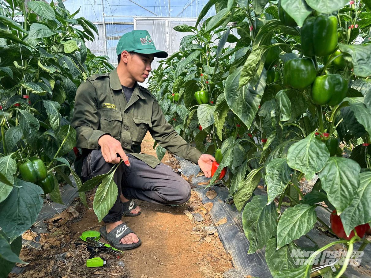 Loại rau nhiều vitamin C hơn cả chanh, báo Anh khen nức nở: Người Việt trồng lãi hàng trăm triệu- Ảnh 2.