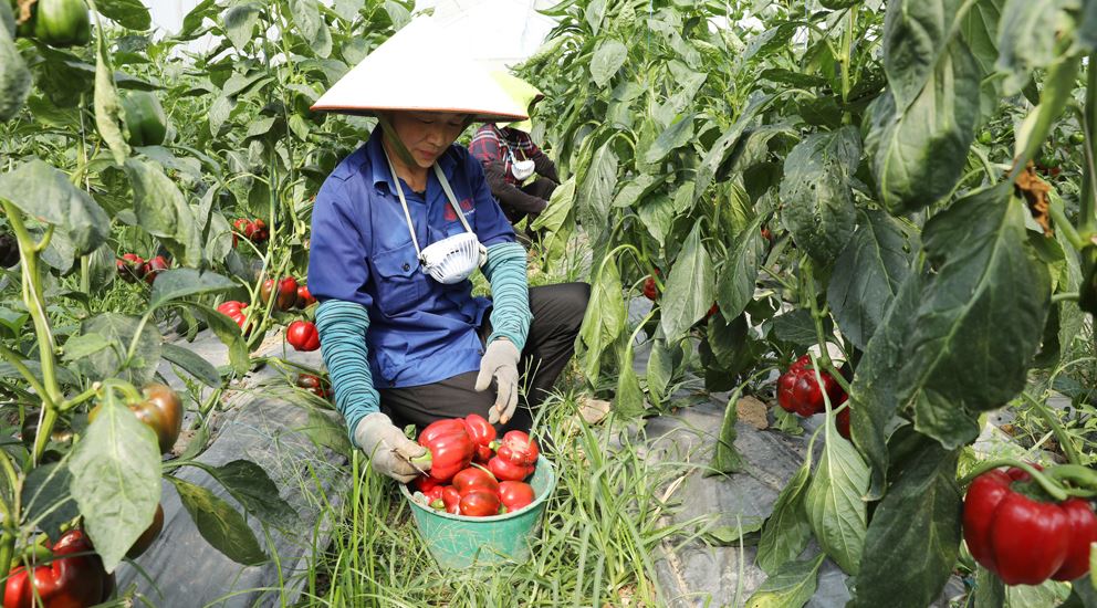 Loại rau nhiều vitamin C hơn cả chanh, báo Anh khen nức nở: Người Việt trồng lãi hàng trăm triệu- Ảnh 3.