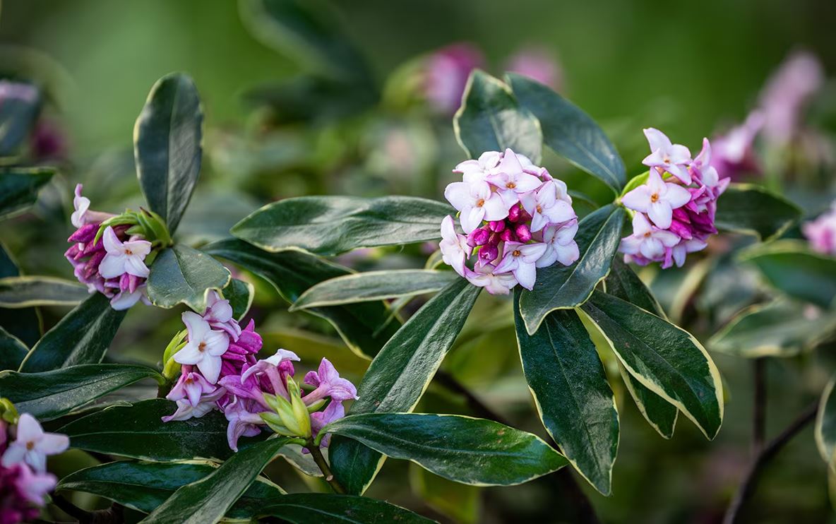 10 loại cây thơm nức mũi, trồng trước nhà dịp Tết thì miễn chê- Ảnh 3.