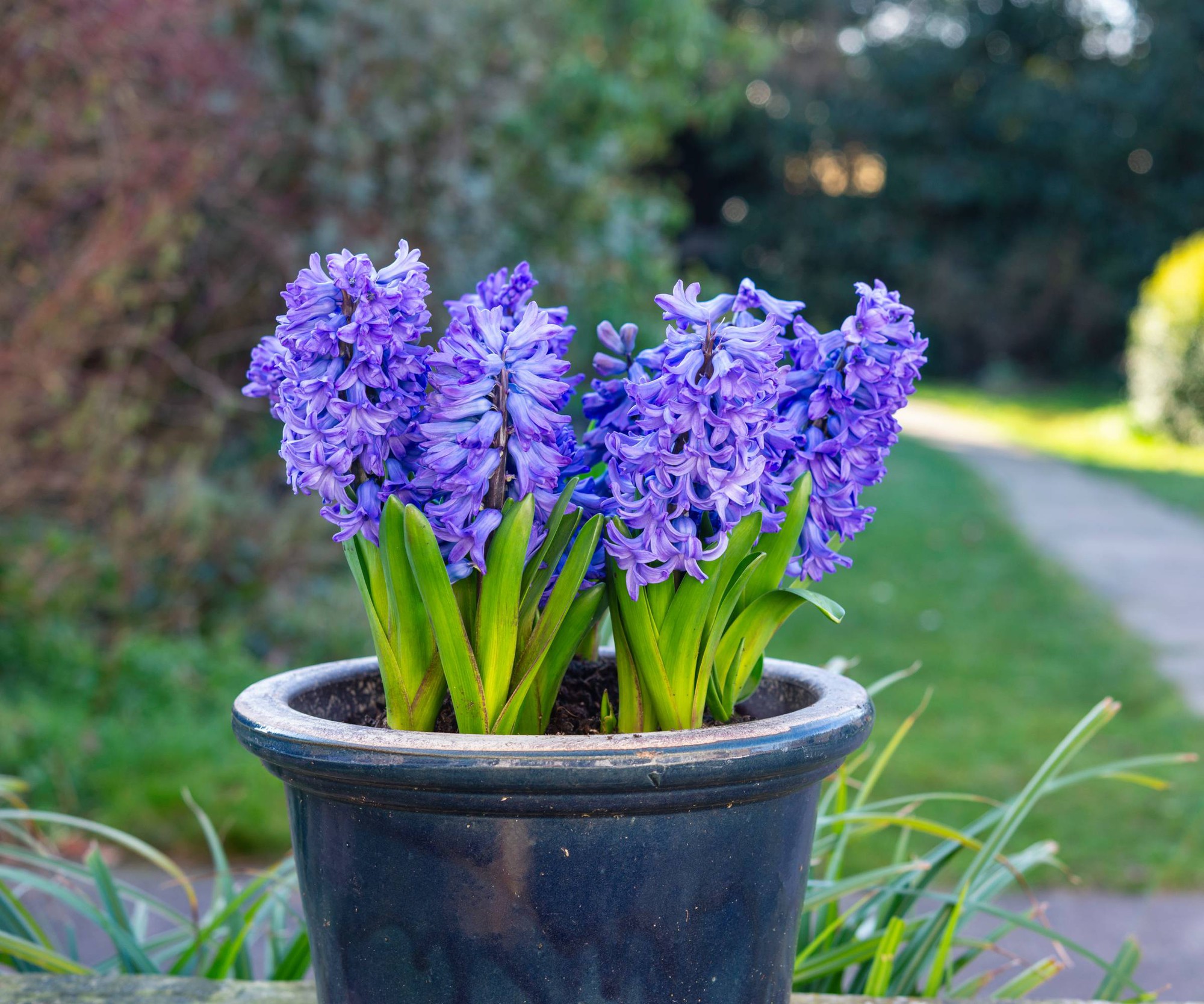 10 loại cây thơm nức mũi, trồng trước nhà dịp Tết thì miễn chê- Ảnh 5.