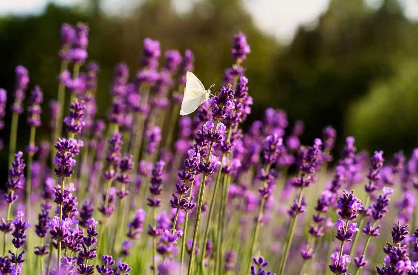 10 loại cây thơm nức mũi, trồng trước nhà dịp Tết thì miễn chê- Ảnh 7.