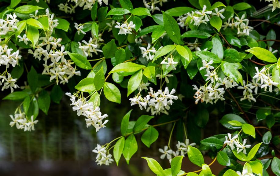 10 loại cây thơm nức mũi, trồng trước nhà dịp Tết thì miễn chê- Ảnh 8.