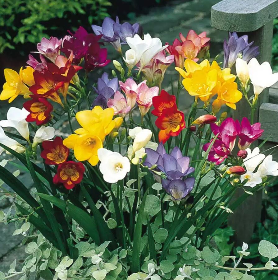 10 loại cây thơm nức mũi, trồng trước nhà dịp Tết thì miễn chê- Ảnh 9.