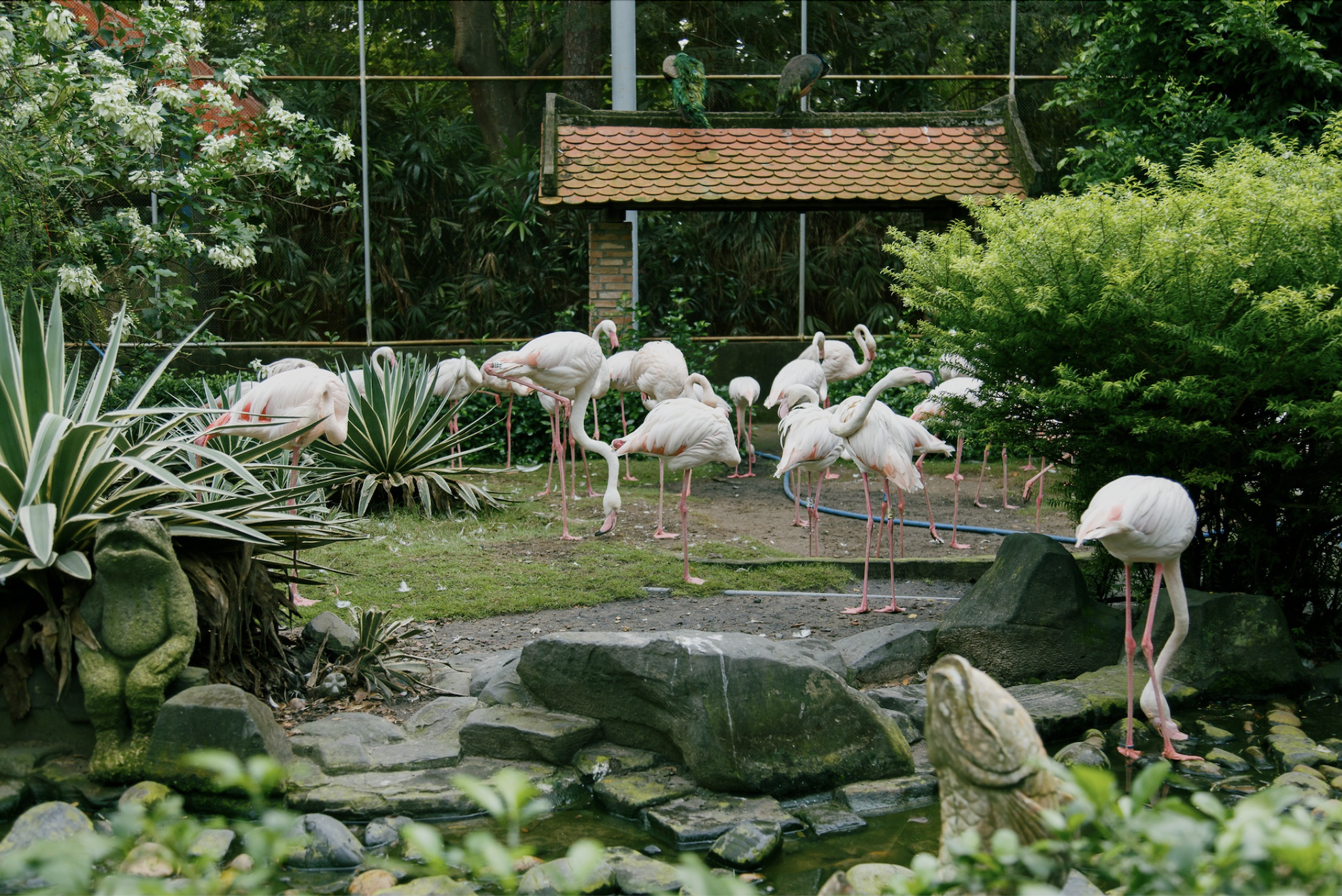 Cuối năm, Thảo Cầm Viên tung 